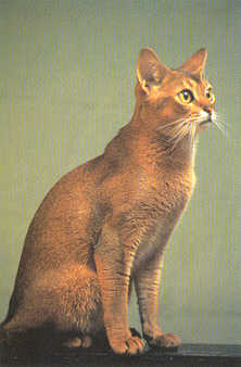 Абиссинская порода - вероятно, прямой потомок древнеегипетской кошки.