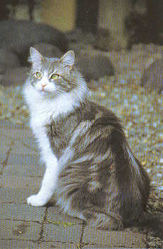 Первоначально единственным признаным окрасом у турецкой ангоры был белый, в наши дни ангорские кошки бывают самых разных окрасов.
