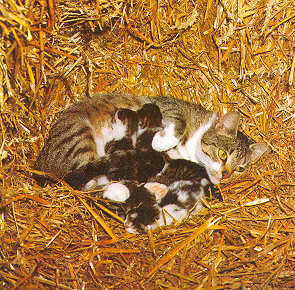 Котята в гнездышке. Хотя в первую неделю после рождения котята еще слепые, они самостоятельно находят мами сосок.