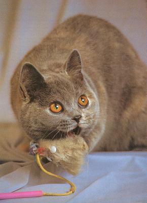 При виде игрушечной меховой мыши охотничий инстинкт тут же дал о себе занть. Такая игрушка - идеальное приобретение для кошки, которая долгое время проводит в одиночестве.
