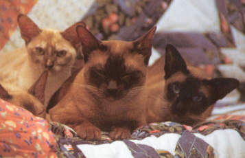 Собравшись вместе, кошки часто сворачиваются колачиком под боком у друг друга, как например, эти бурмезы и тонкинезийские.