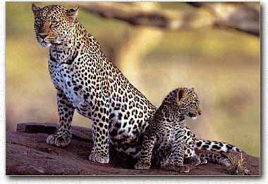 Леопард с детенышем