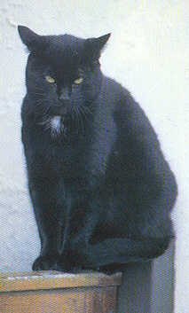 В средние века черные кошки считались слугами дьявола