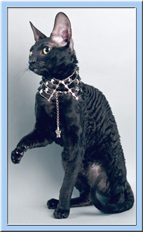 Chat Nuare Hugo Boss DC - черный кот породы корниш-рекс